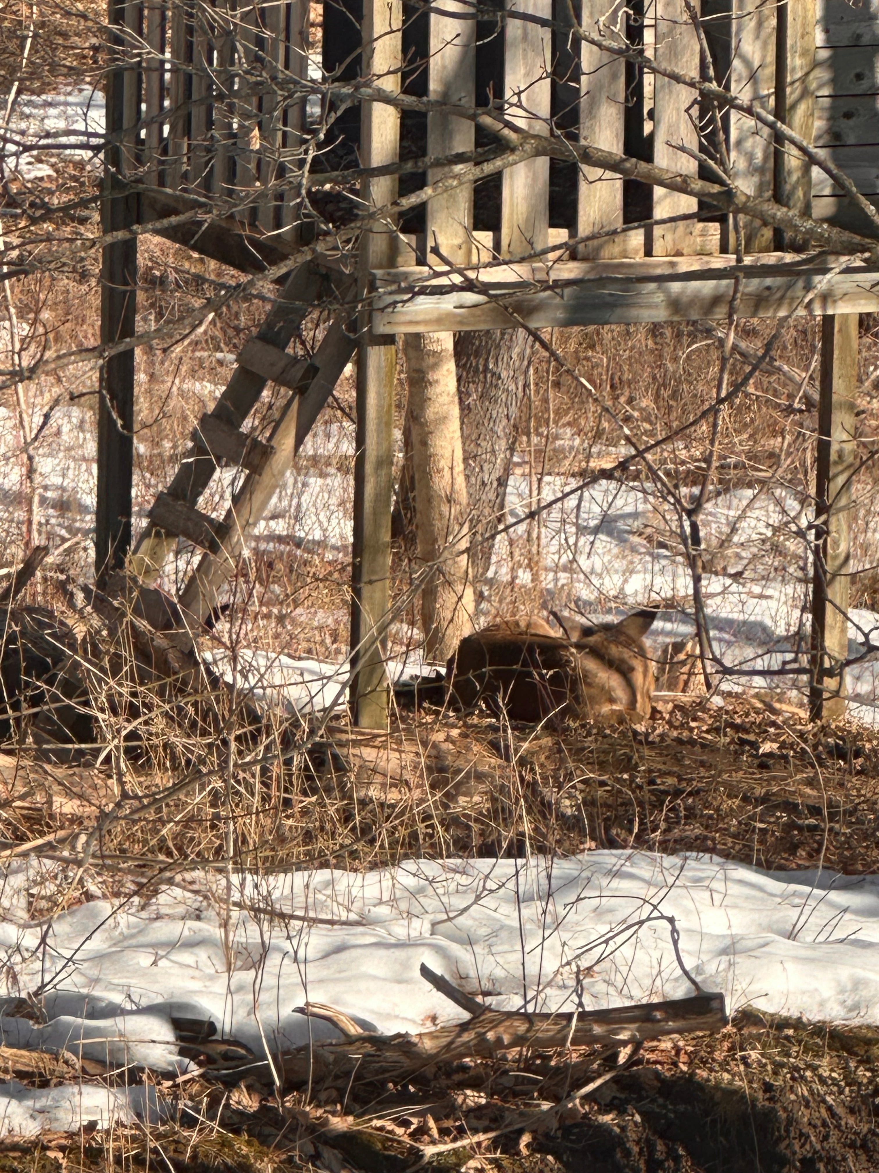 A Letter from a Newly-Identified Winter Sympathizer