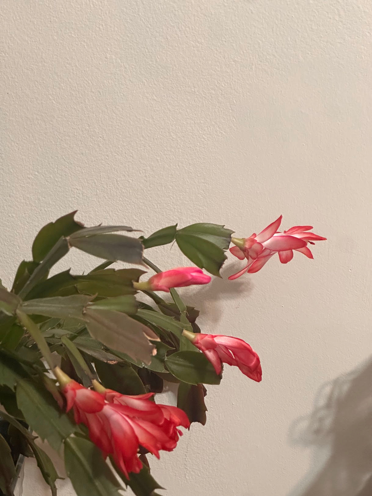 fear is a four-letter word and a four-walled room