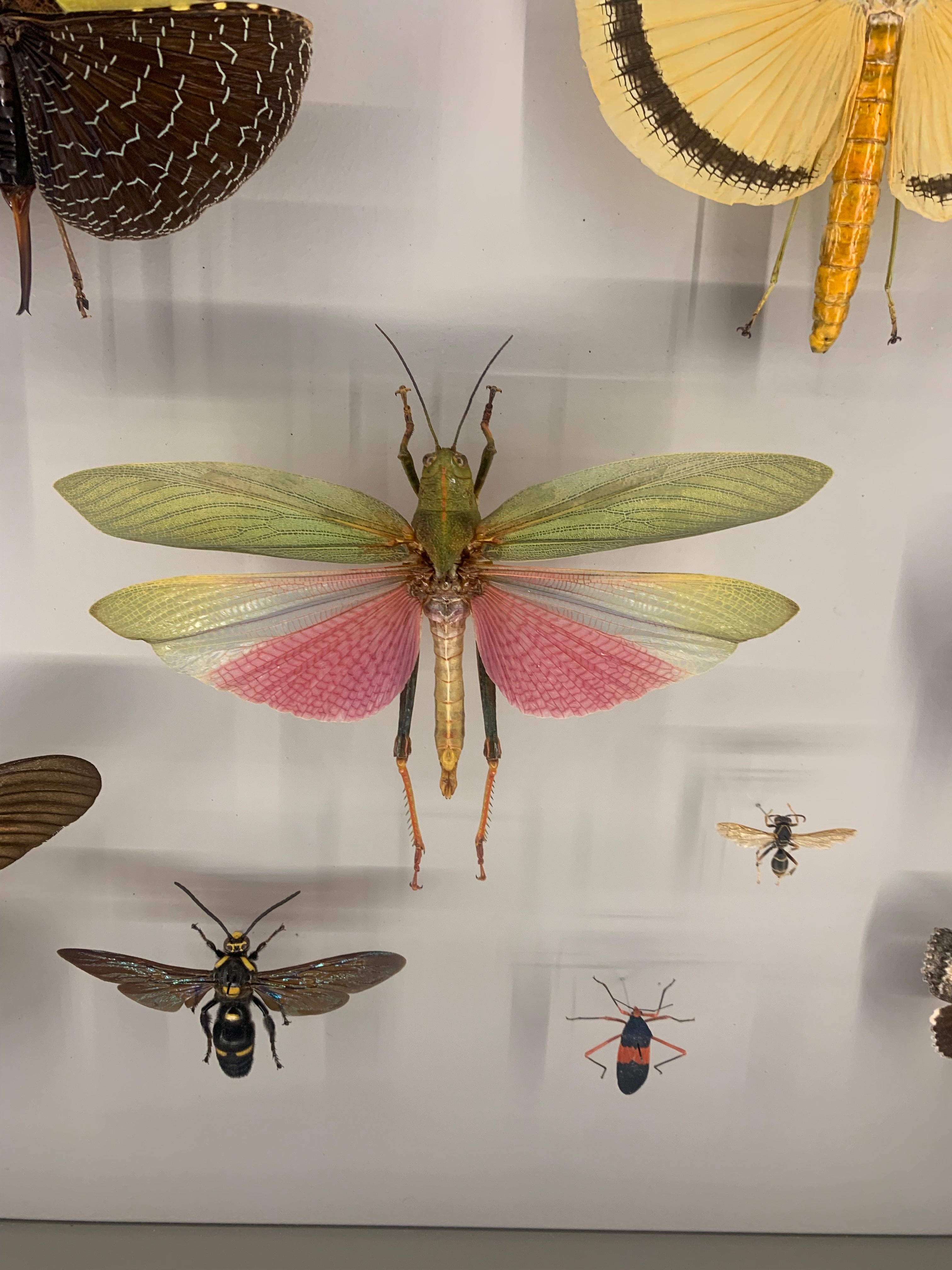 what's buggin' you?