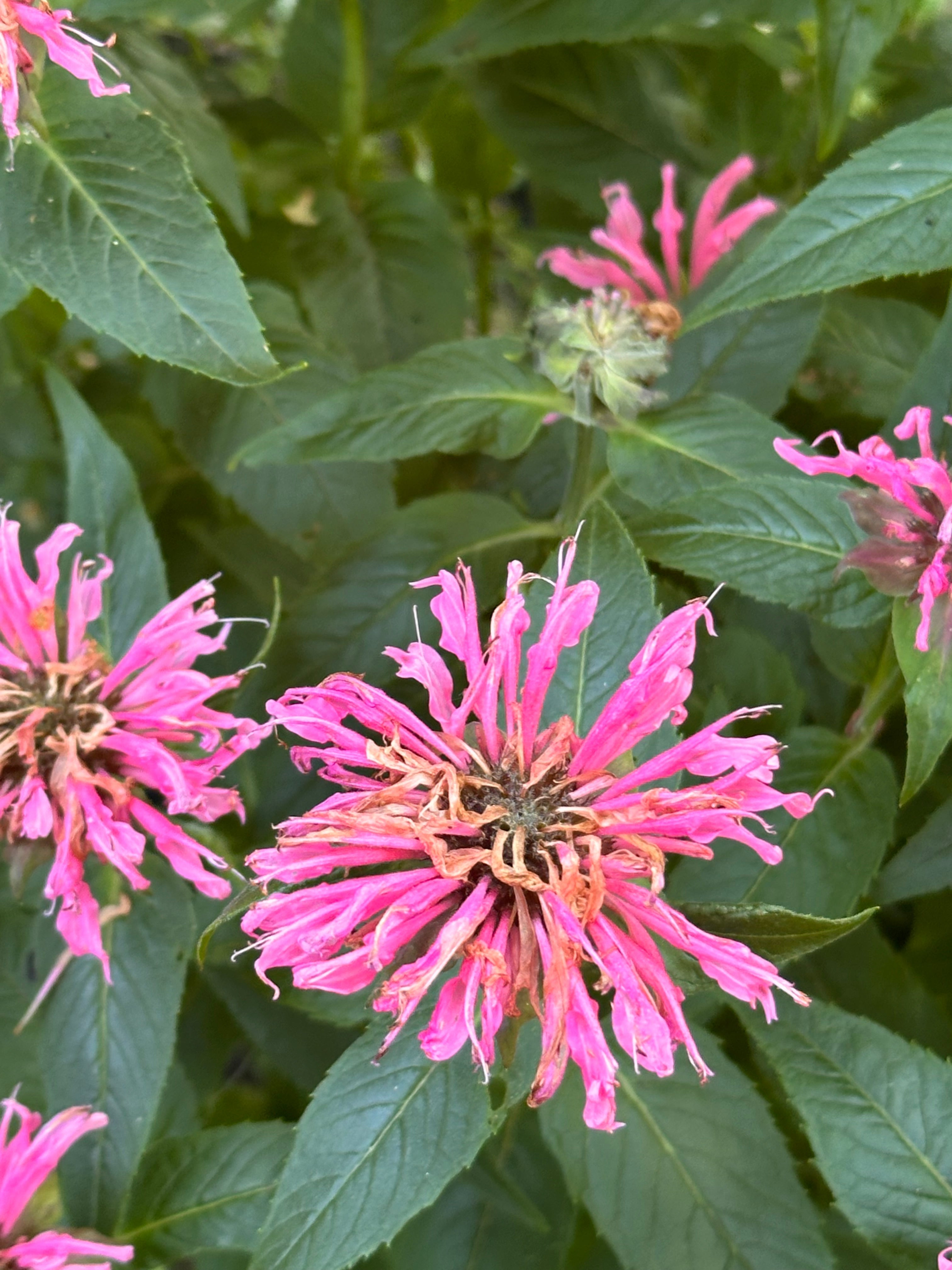 mobile home just got a whole new meaning